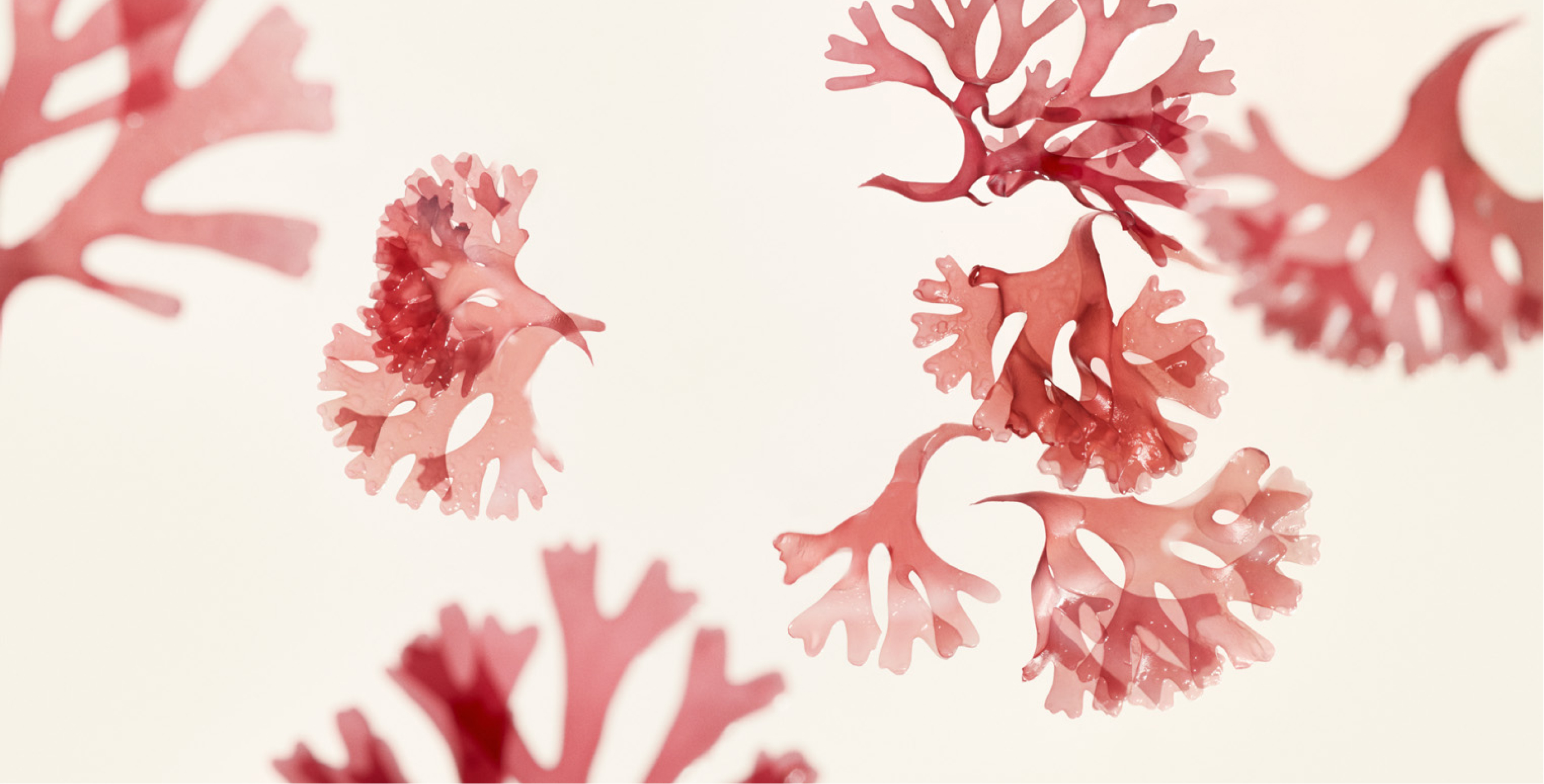 Ingredient: KOMBU-Bounce Complex.