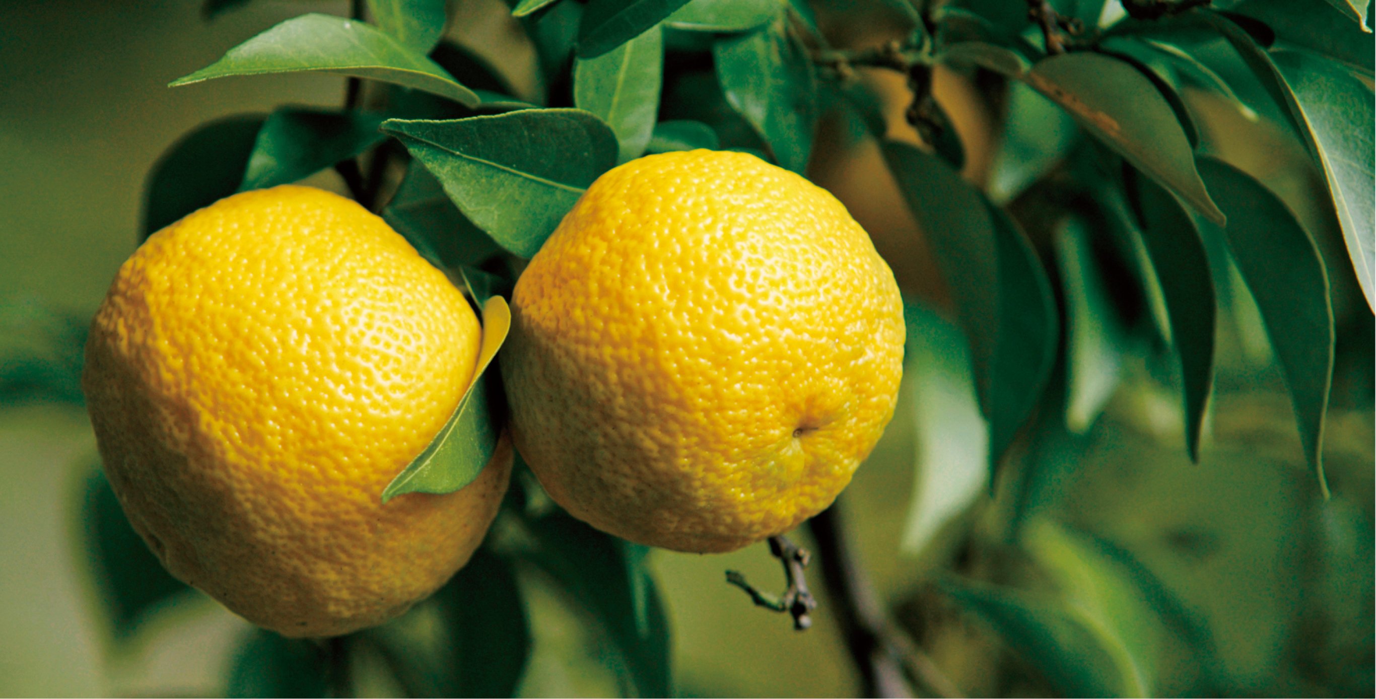 Ingredient: Yuzu Seed Extract