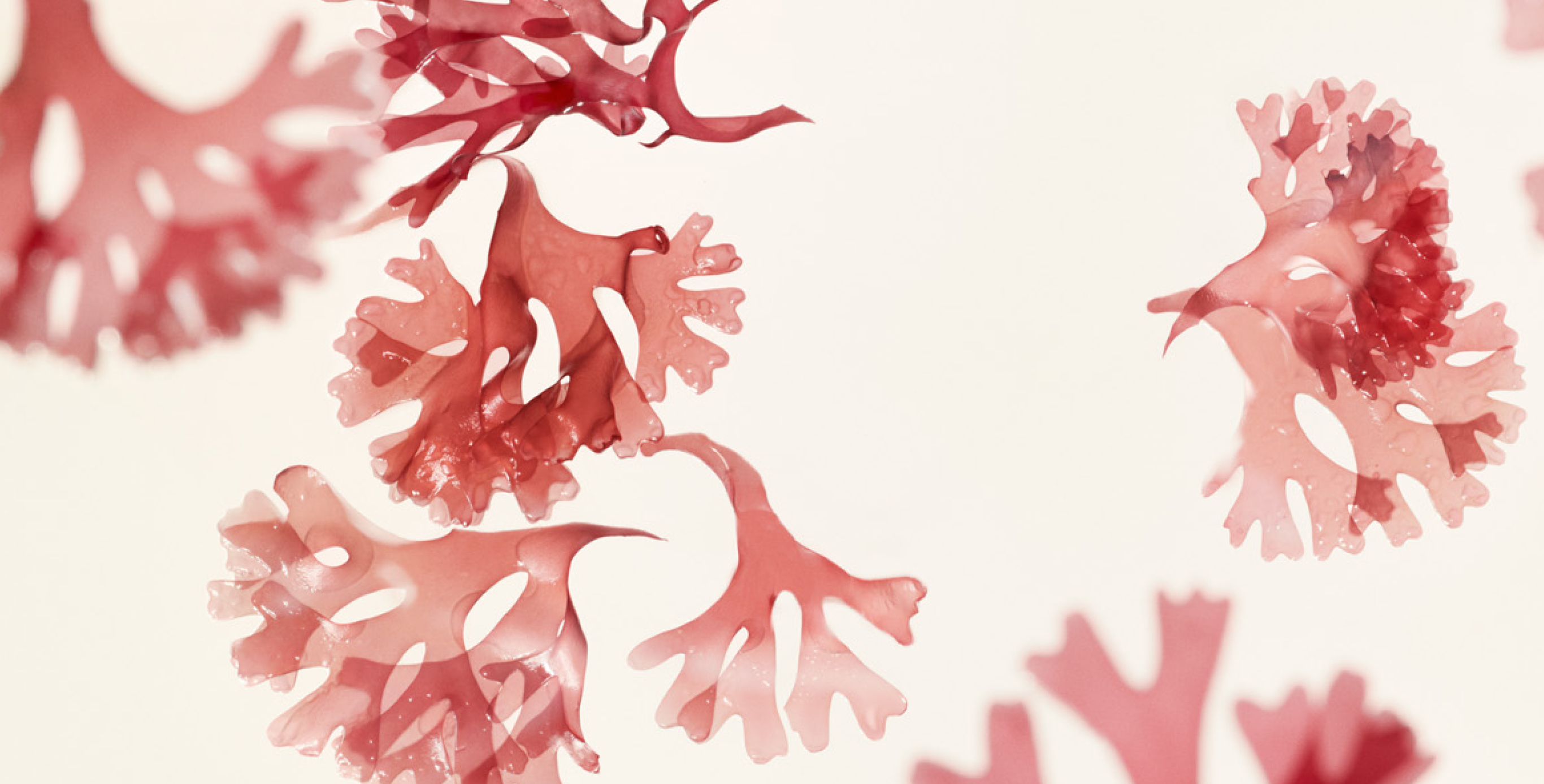 Ingredient: KOMBU-Bounce Complex