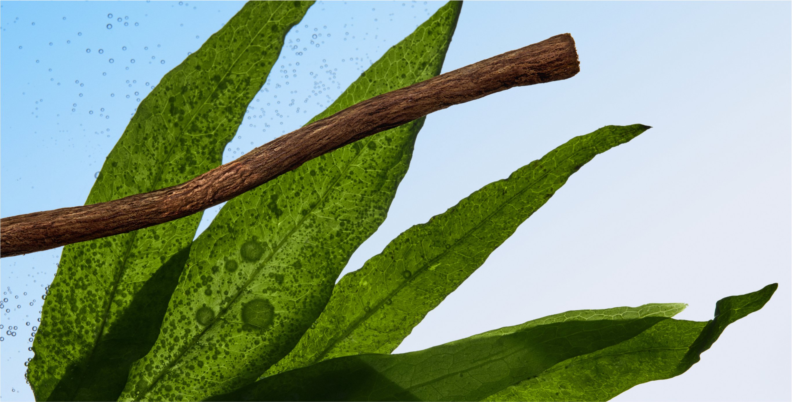 Ingredient: Soy Lecithin & Licorice Extract