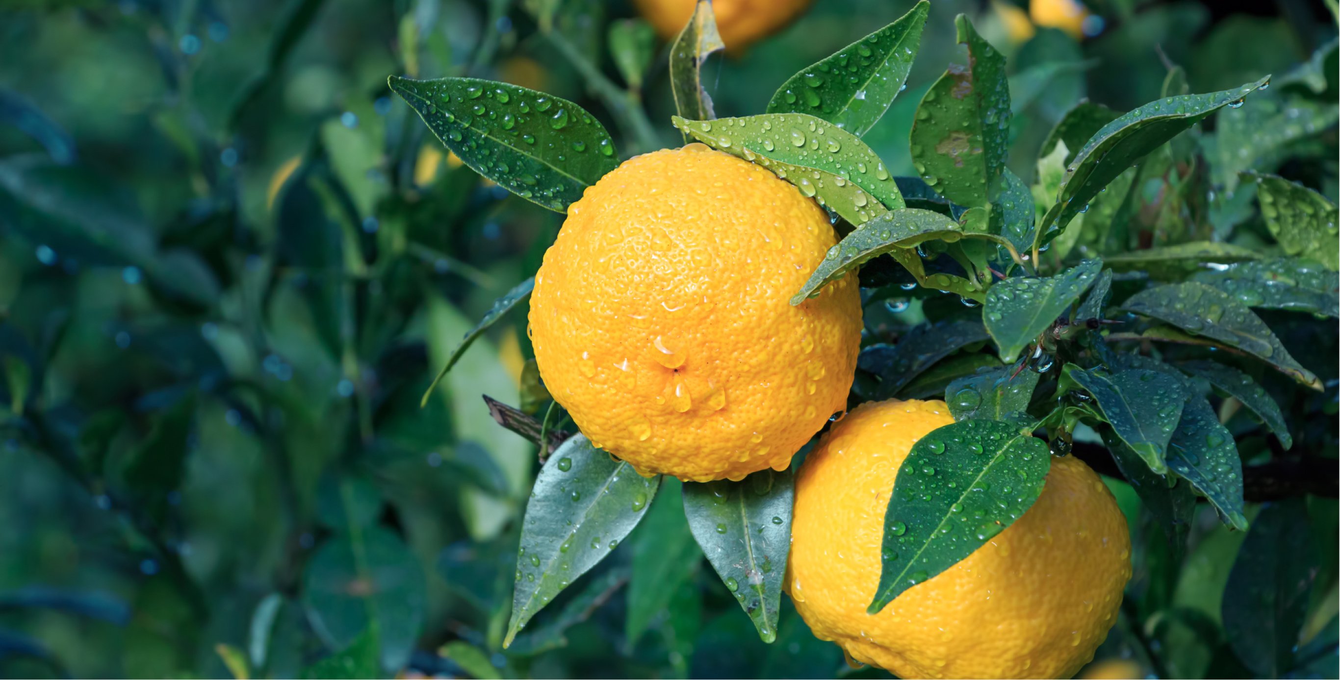 Ingredient: Japanese Yuzu Seed Extract