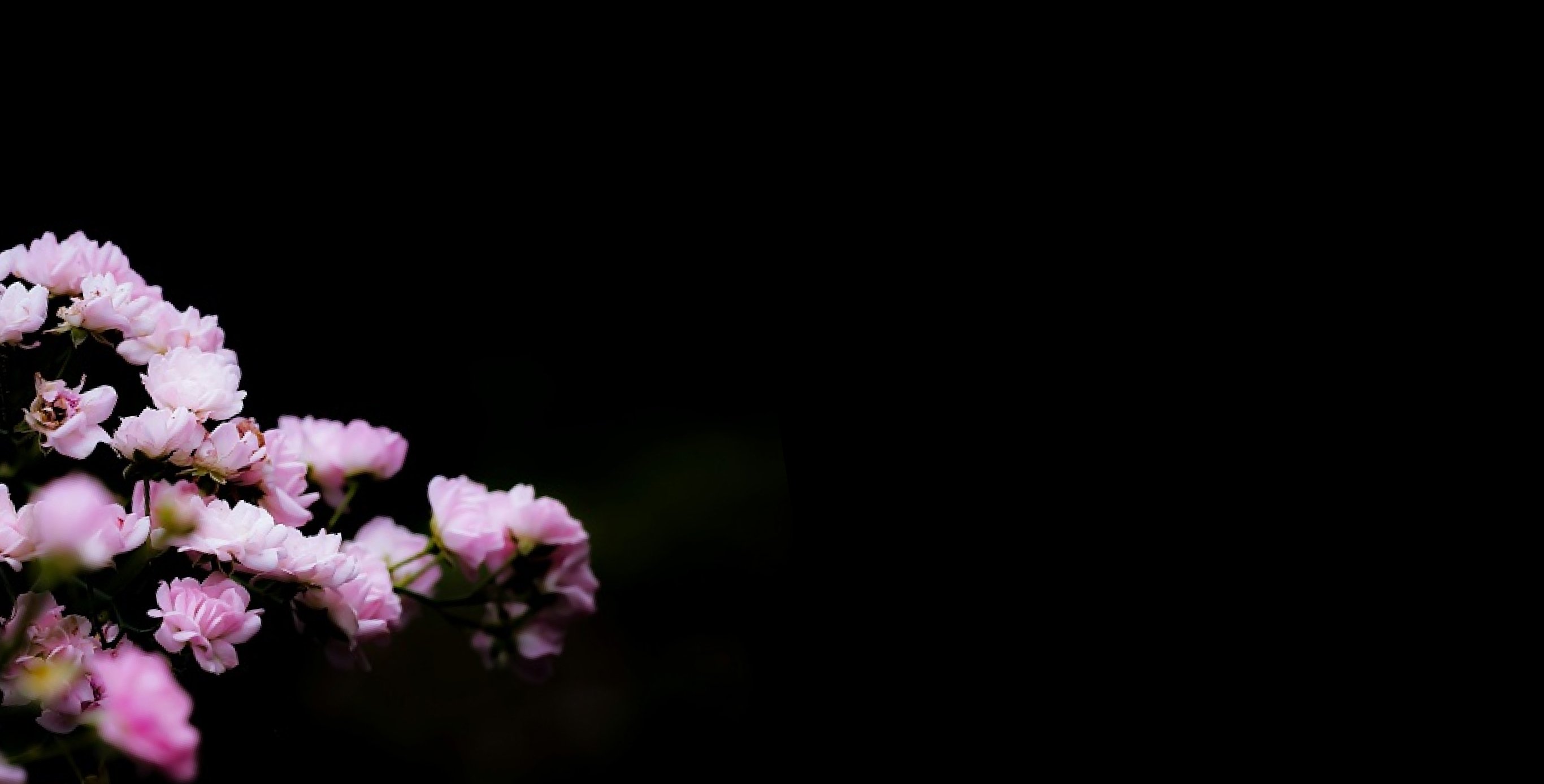 Ingredient: Sakura (Cherry Blossom Leaf) Extract and Peach Leaf Extract