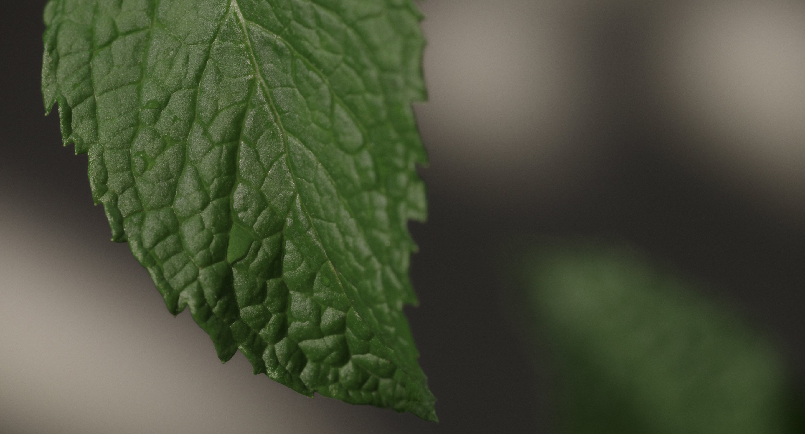 Ingredient: Enmei Herb Complex