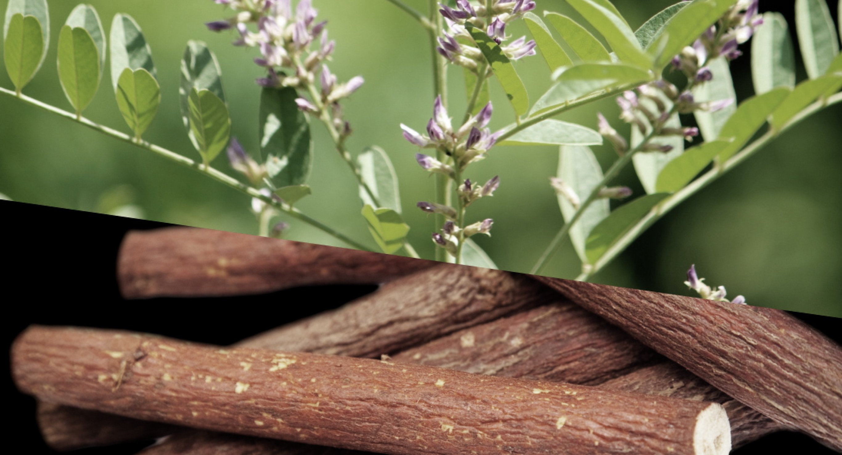 Ingredient: Licorice Extract, Rosemary Extract and Okra Extract