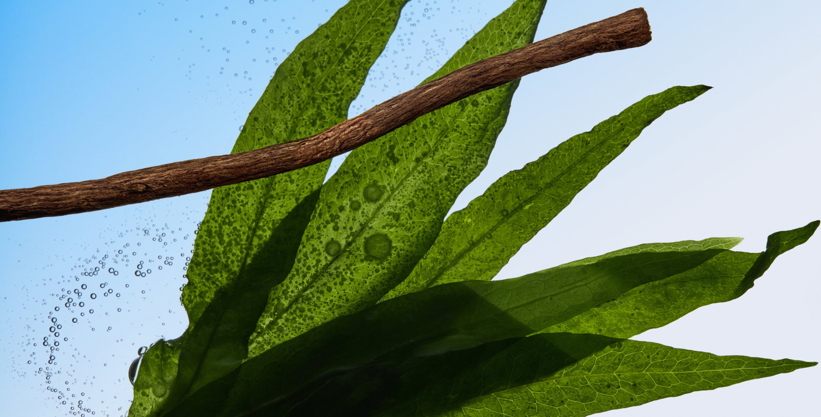 Ingredient: Algae Complex