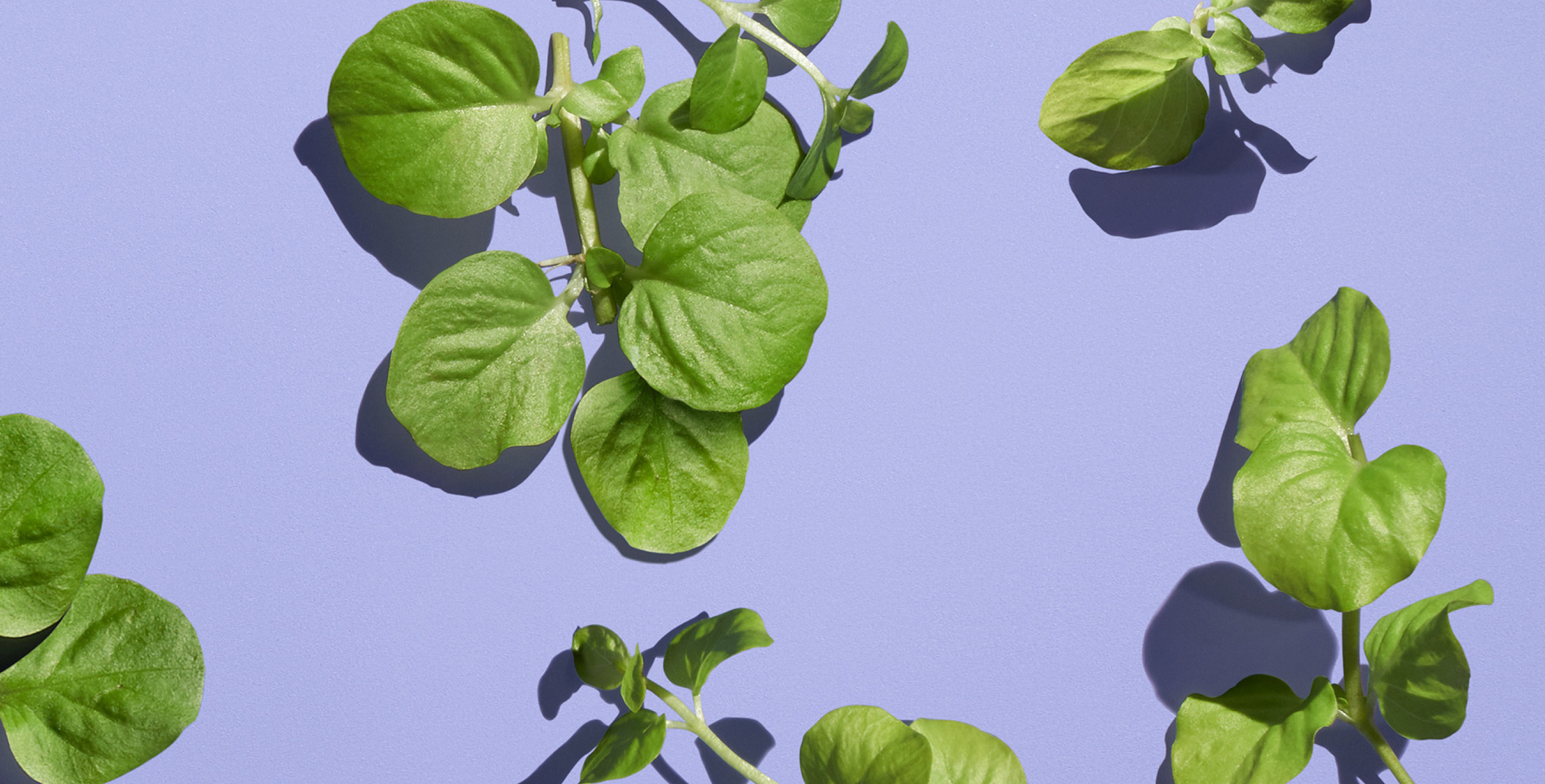 Ingredient: Watercress and White Lily Extract