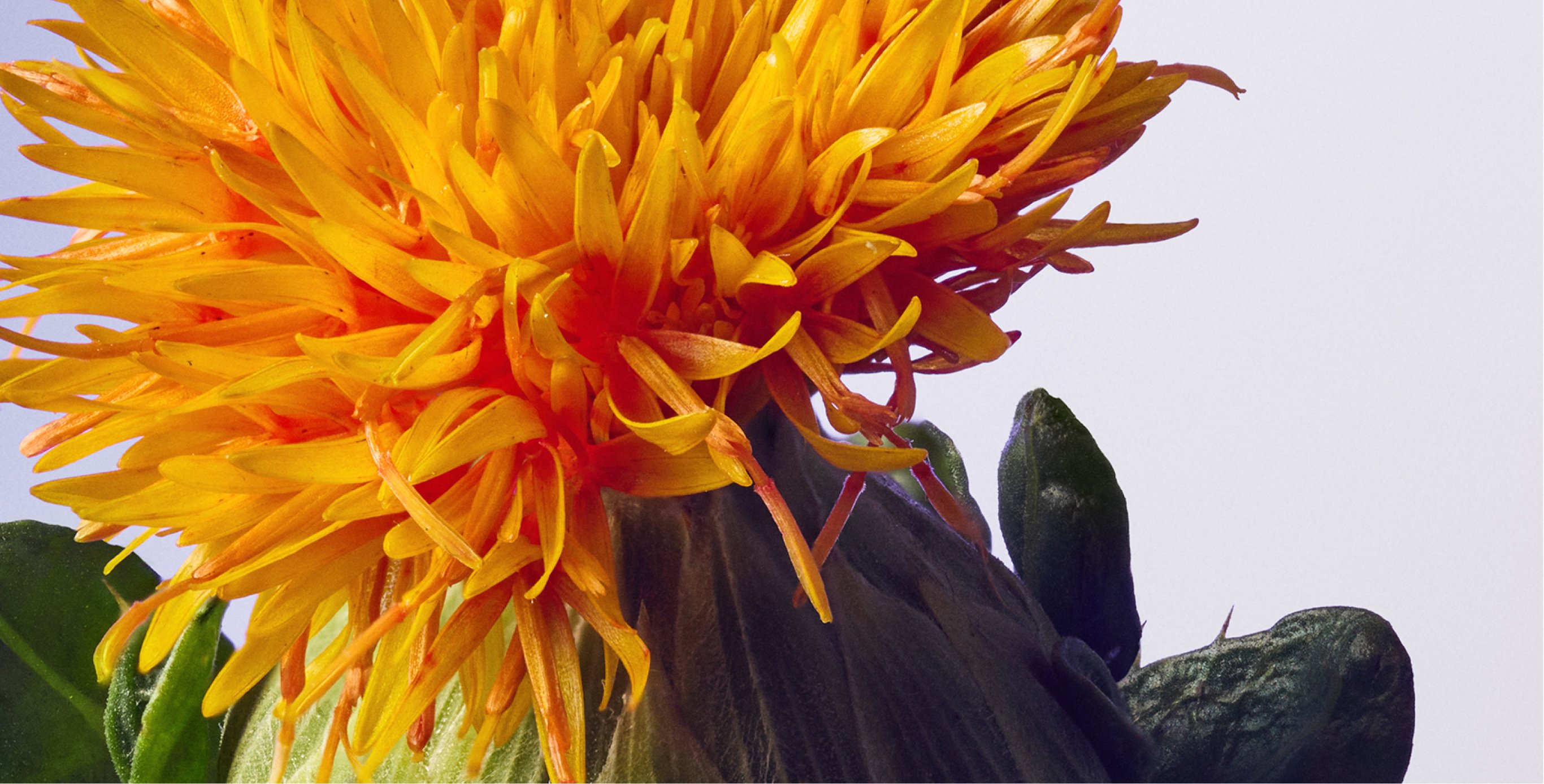 Ingredient: SafflowerRED™