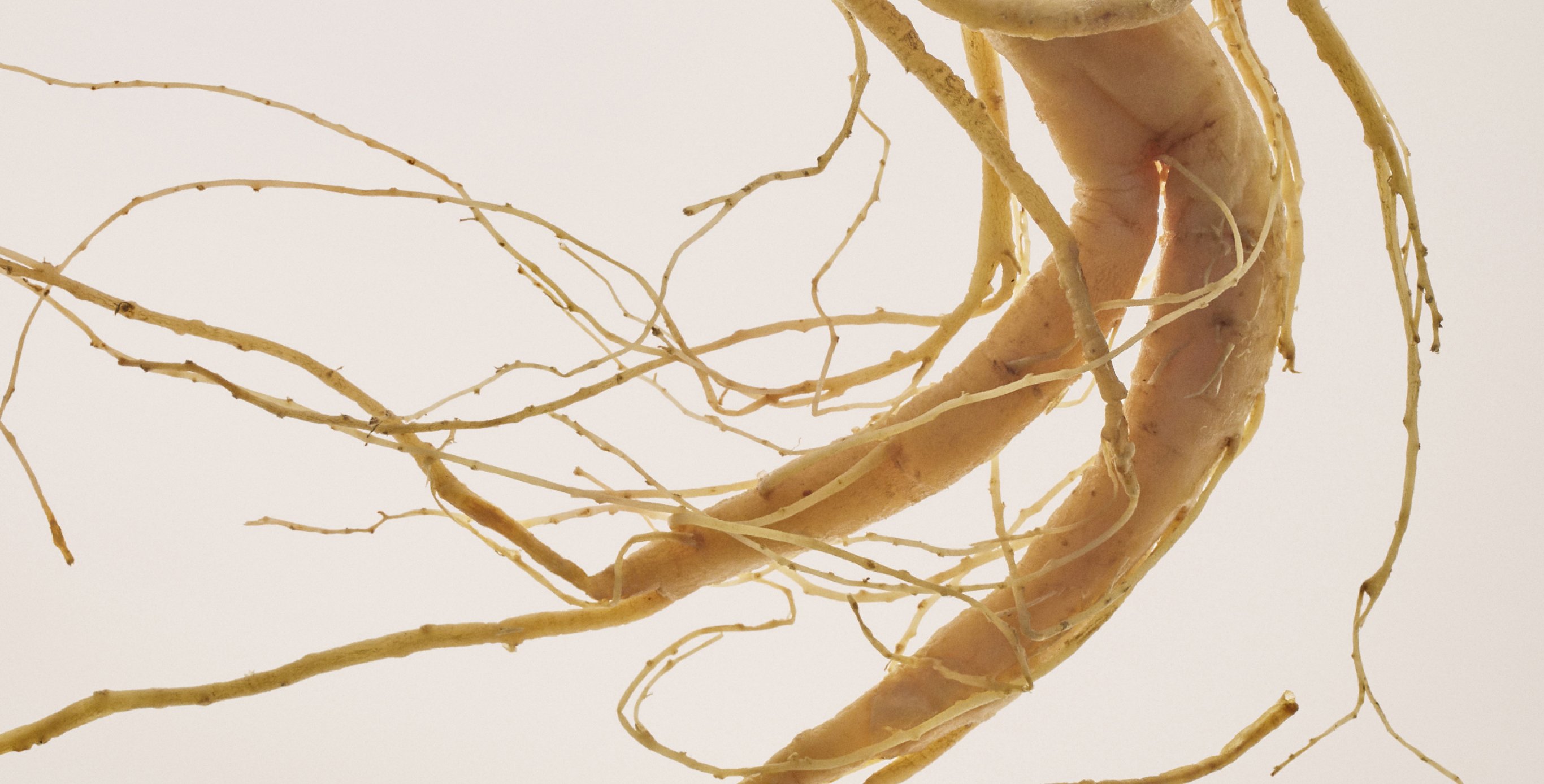 Ingredient: Ginseng Root Extract