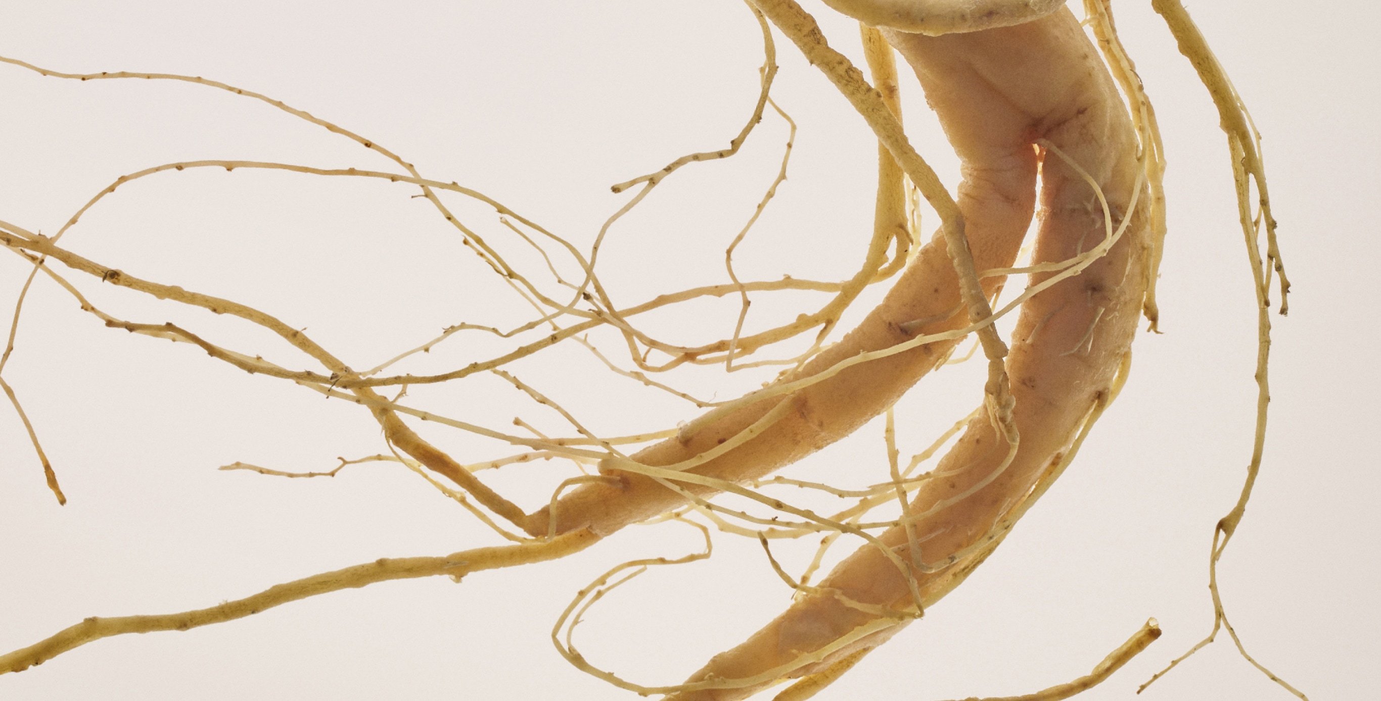 Ingredient: Ginseng Root Extract