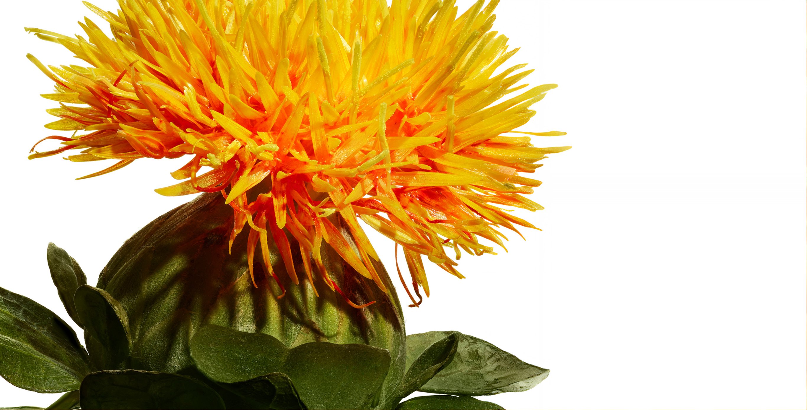 Ingredient: KURENAI-TruLift Complex with Benibana Flower