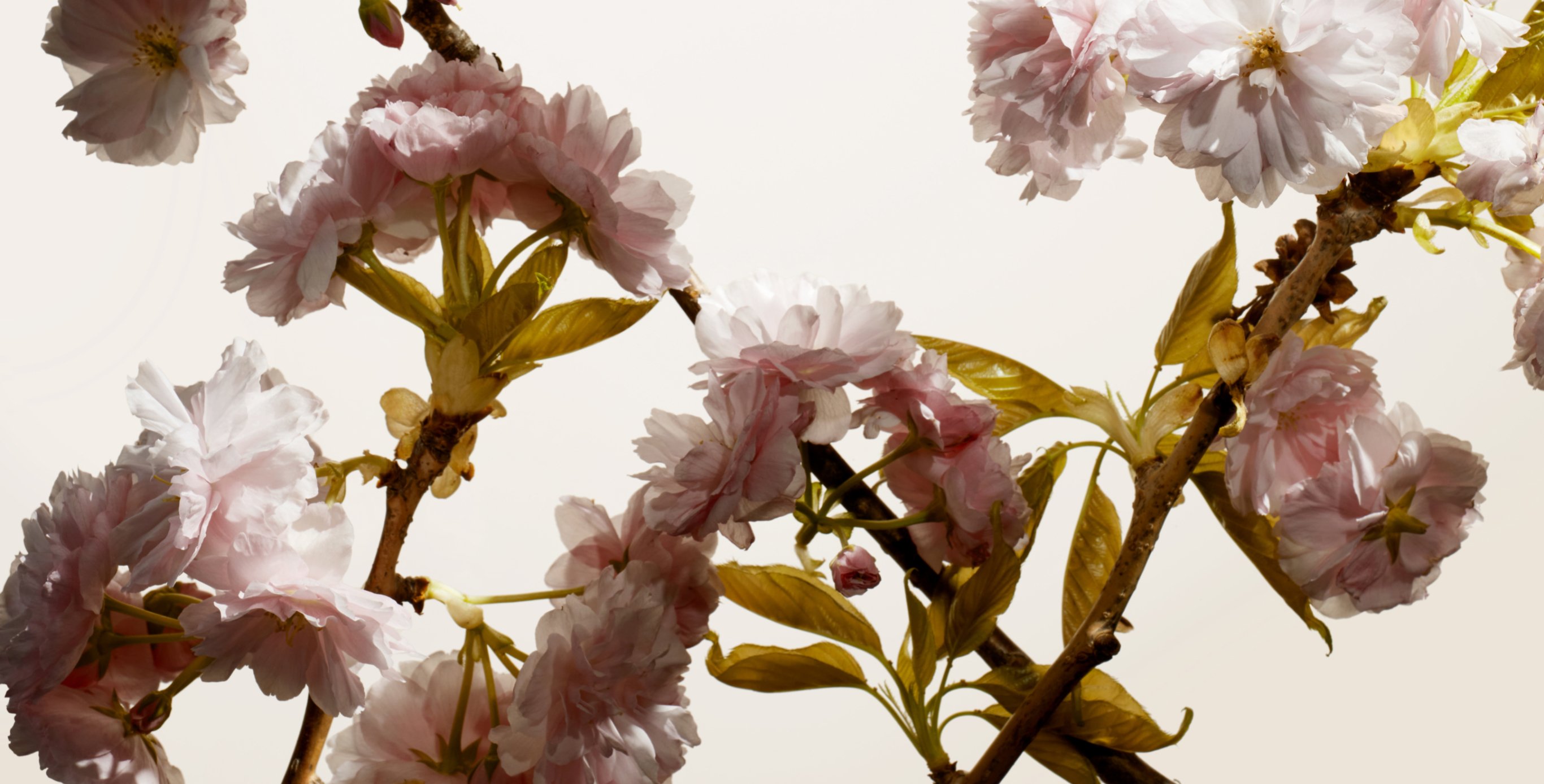 Ingredient: SAKURA-Bright Complex