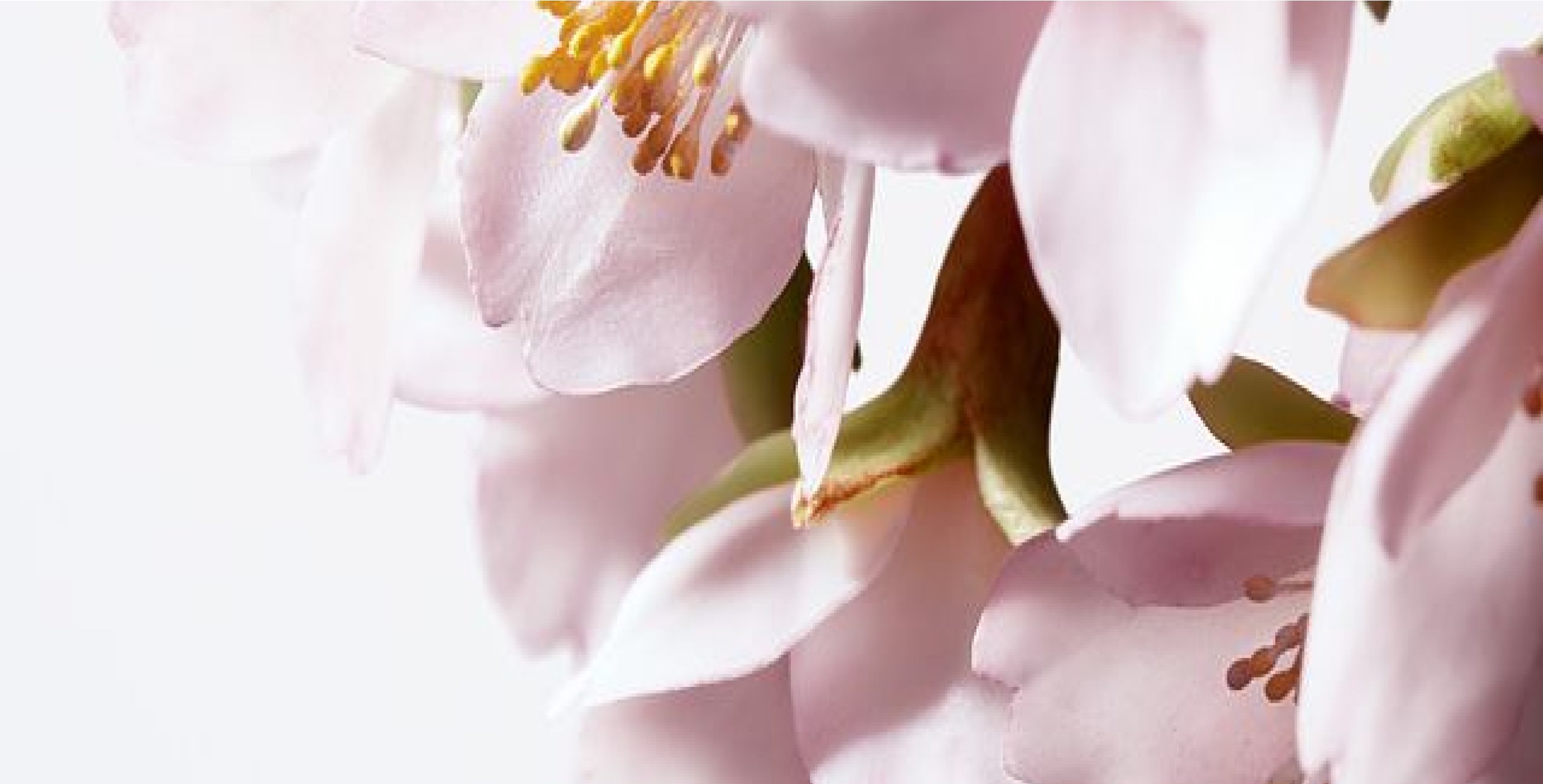 Ingredient: SAKURA-Bright Complex