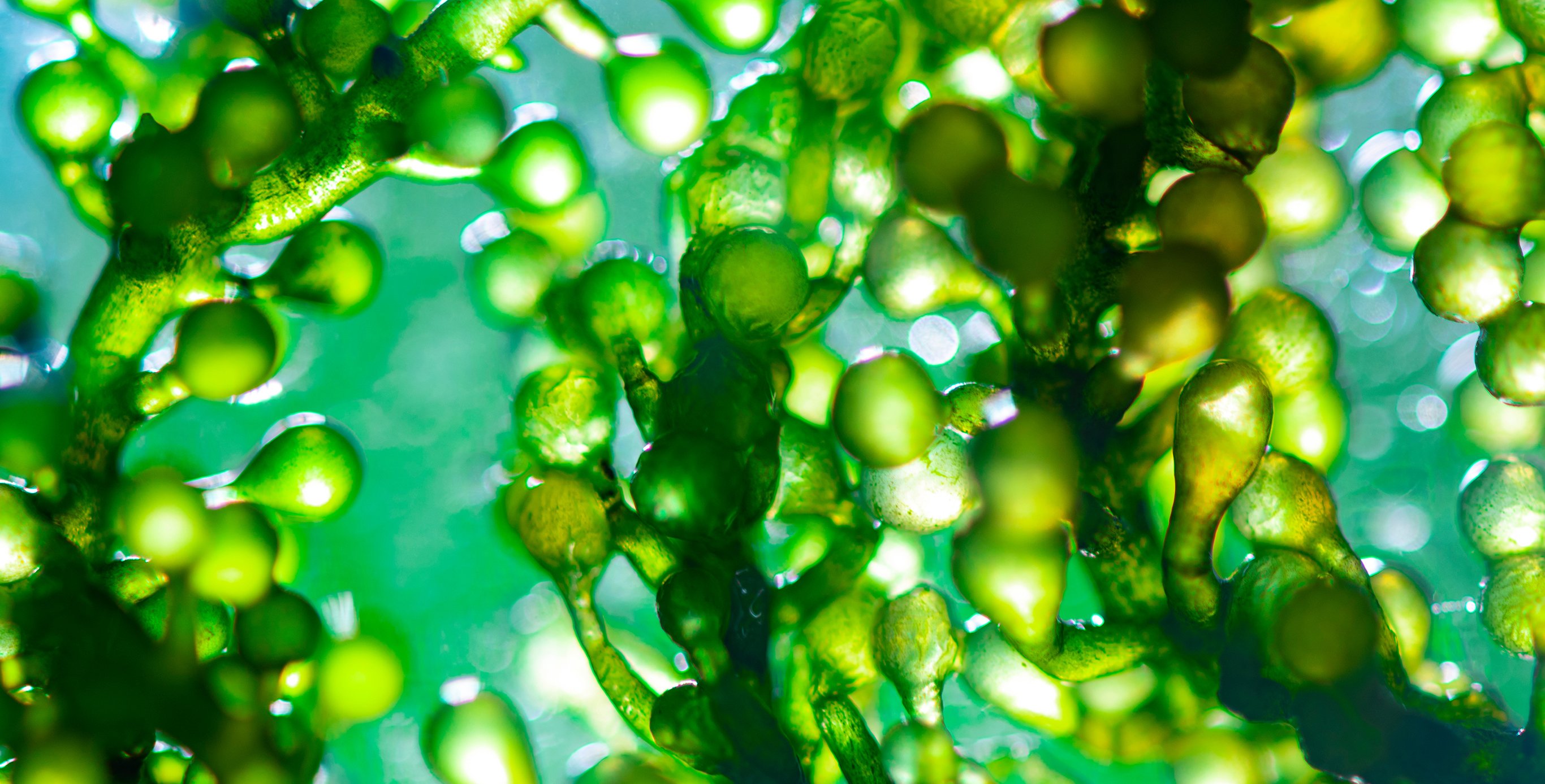 Ingredient: Spirulina Essence M Complex