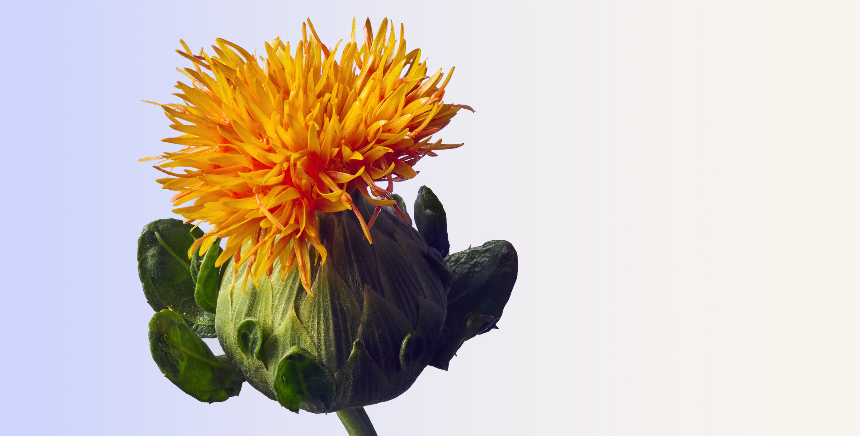 Ingredient: SafflowerRED™